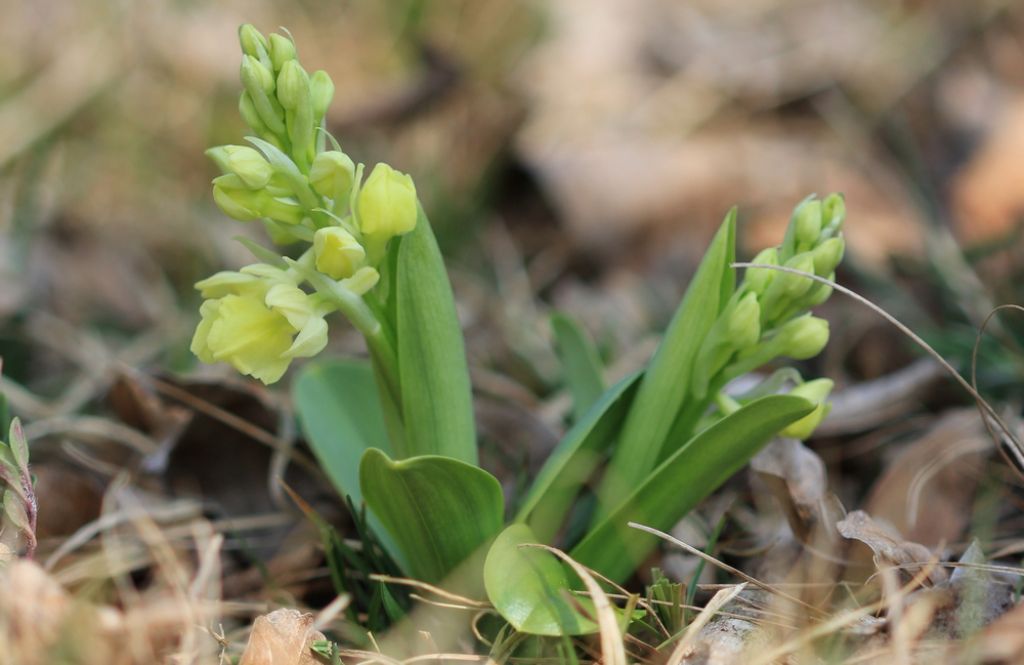 Orchis pallens